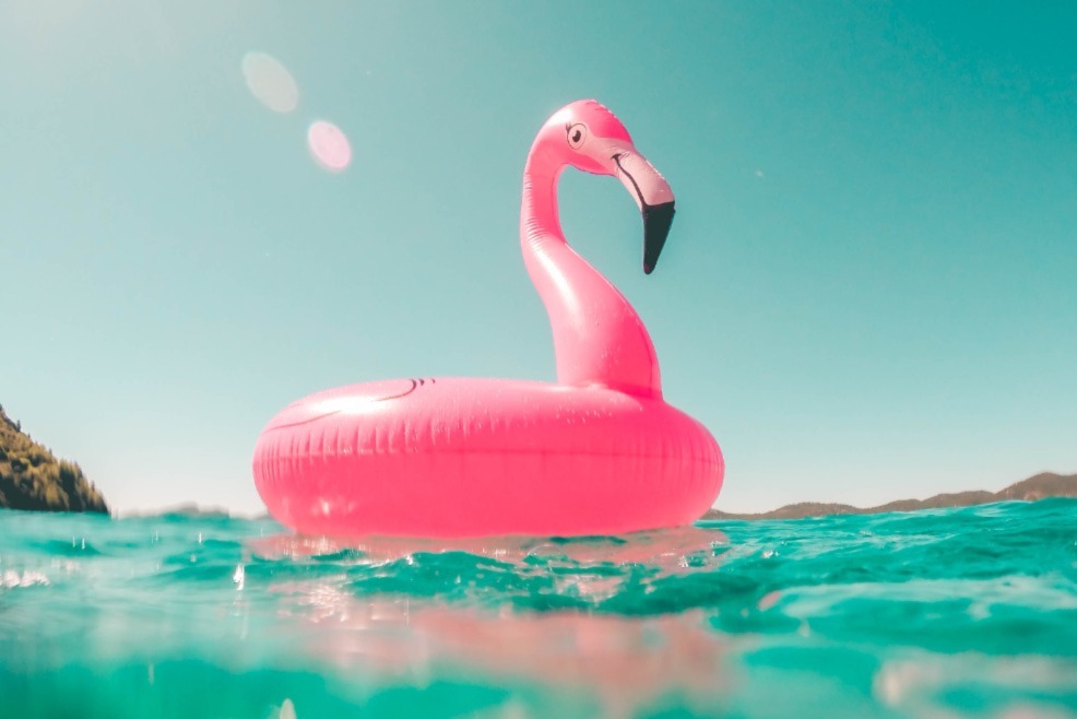 Pink flamingo float on the water